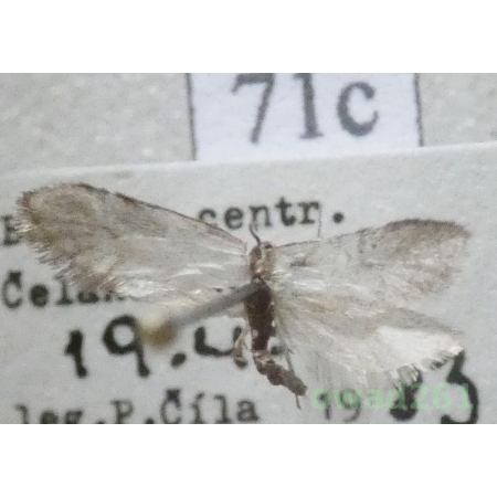 Dahlica nickerlii (Heinemann, 1870) Czech71c